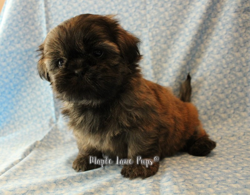 silver shih tzu puppies for sale